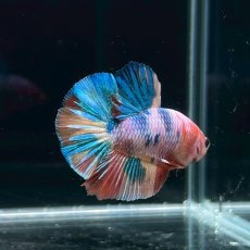 画像2: (1)現物写真　プラカット　マルチカラー　ベタ　Mサイズ　1匹　写真の個体が届きます (2)