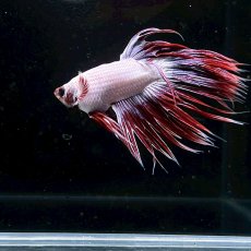 画像2: (2)現物写真　　クラウンテール　ベタ　オス　Mサイズ　1匹　写真の個体が届きます (2)