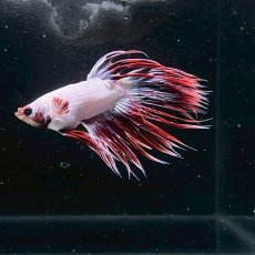 画像1: (2)現物写真　　クラウンテール　ベタ　オス　Mサイズ　1匹　写真の個体が届きます (1)
