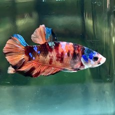 画像2: (1)現物写真　プラカット　マルチカラー　ベタ　Mサイズ　1匹　写真の個体が届きます (2)