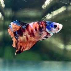 画像3: (1)現物写真　プラカット　マルチカラー　ベタ　Mサイズ　1匹　写真の個体が届きます (3)