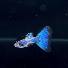 画像3: メタルスネークスキン ブルーグッピー　オス♂　Mサイズ (3)