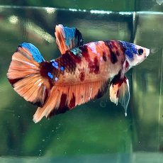 画像1: (1)現物写真　プラカット　マルチカラー　ベタ　Mサイズ　1匹　写真の個体が届きます (1)