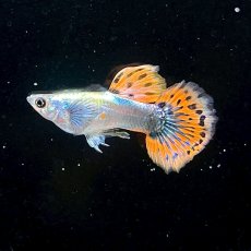 画像1: プラチナモザイクダンボイヤーグッピー　オス♂　Mサイズ (1)