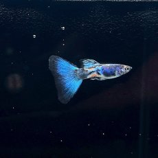 画像2: メタルスネークスキン ブルーグッピー　オス♂　Mサイズ (2)