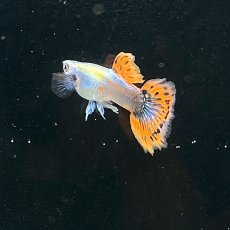 画像4: プラチナモザイクダンボイヤーグッピー　オス♂　Mサイズ (4)