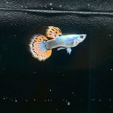 画像3: プラチナモザイクダンボイヤーグッピー　オス♂　Mサイズ (3)