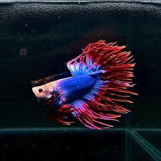画像3: (5)現物写真　　クラウンテール　ベタ　オス　Mサイズ　1匹　写真の個体が届きます (3)