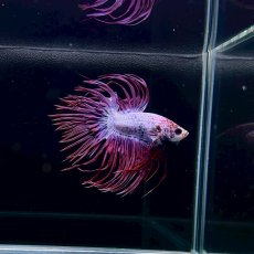 画像1: (6)現物写真　　クラウンテール　ベタ　オス　Mサイズ　1匹　写真の個体が届きます (1)