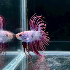 画像4: (6)現物写真　　クラウンテール　ベタ　オス　Mサイズ　1匹　写真の個体が届きます (4)