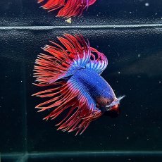 画像2: (5)現物写真　　クラウンテール　ベタ　オス　Mサイズ　1匹　写真の個体が届きます (2)