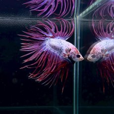画像2: (6)現物写真　　クラウンテール　ベタ　オス　Mサイズ　1匹　写真の個体が届きます (2)