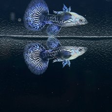 画像3: ブルードラゴングッピー　オス♂　Mサイズ (3)