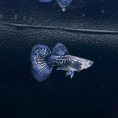 画像4: ブルードラゴングッピー　オス♂　Mサイズ (4)