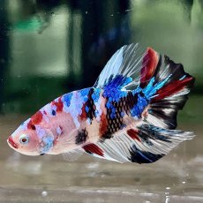 画像2: (3)現物写真　プラカット　マルチカラー　ベタ　Mサイズ　1匹　写真の個体が届きます (2)