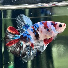 画像1: (3)現物写真　プラカット　マルチカラー　ベタ　Mサイズ　1匹　写真の個体が届きます (1)