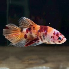 画像2: (6)現物写真　プラカット　マルチカラー　ベタ　Mサイズ　1匹　写真の個体が届きます (2)