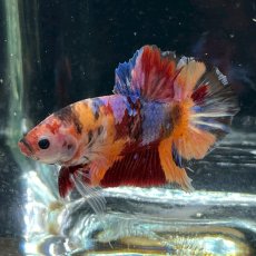 画像1: (4)現物写真　プラカット　マルチカラー　ベタ　Mサイズ　1匹　写真の個体が届きます (1)