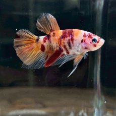 画像1: (6)現物写真　プラカット　マルチカラー　ベタ　Mサイズ　1匹　写真の個体が届きます (1)