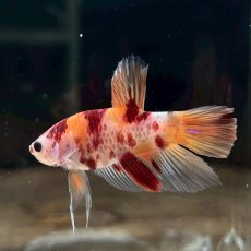 画像5: (6)現物写真　プラカット　マルチカラー　ベタ　Mサイズ　1匹　写真の個体が届きます (5)