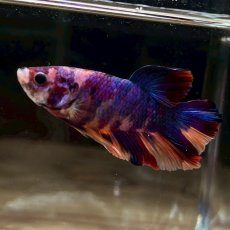 画像3: (5)現物写真　プラカット　マルチカラー　ベタ　Mサイズ　1匹　写真の個体が届きます (3)
