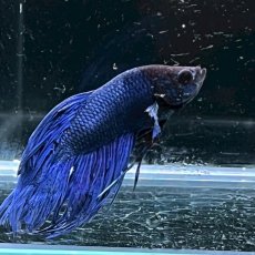 画像1: (4)現物写真　　クラウンテール　ベタ　オス　Mサイズ　1匹　写真の個体が届きます (1)