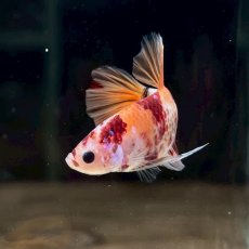 画像4: (6)現物写真　プラカット　マルチカラー　ベタ　Mサイズ　1匹　写真の個体が届きます (4)