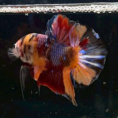 画像2: (4)現物写真　プラカット　マルチカラー　ベタ　Mサイズ　1匹　写真の個体が届きます (2)