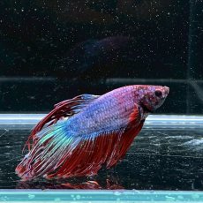 画像3: (9)現物写真　　クラウンテール　ベタ　オス　Mサイズ　1匹　写真の個体が届きます (3)