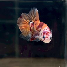 画像3: (6)現物写真　プラカット　マルチカラー　ベタ　Mサイズ　1匹　写真の個体が届きます (3)