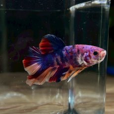 画像1: (5)現物写真　プラカット　マルチカラー　ベタ　Mサイズ　1匹　写真の個体が届きます (1)