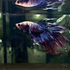 画像4: (12)現物写真　クラウンテール　ベタ　オス　Mサイズ　1匹　写真の個体が届きます (4)