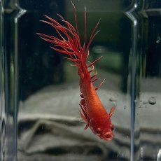 画像2: (10)現物写真　クラウンテール　ベタ　オス　Mサイズ　1匹　写真の個体が届きます (2)