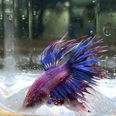 画像2: (16)現物写真　クラウンテール　ベタ　オス　Mサイズ　1匹　写真の個体が届きます (2)