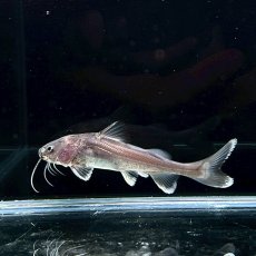 画像4: 【死着保証あり】【レア種】ヘミアリウス・ストーミー　8cm±　1匹 (4)