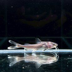 画像2: 【死着保証あり】【レア種】ヘミアリウス・ストーミー　8cm±　1匹 (2)
