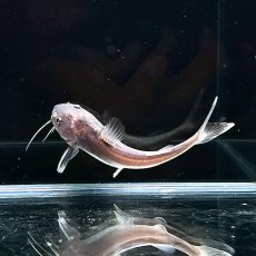画像5: 【死着保証あり】【レア種】ヘミアリウス・ストーミー　8cm±　1匹 (5)