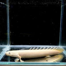 画像2: ポリプテルス・セネガルス(プラチナ)　5cm±　1匹 (2)