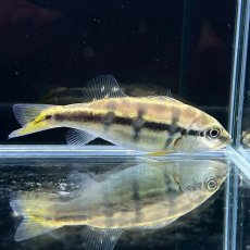 画像2: 【死着保証あり】【レア種】キクラ・ミリアナエ　"フォーゴ"　5cm＋　1匹 (2)
