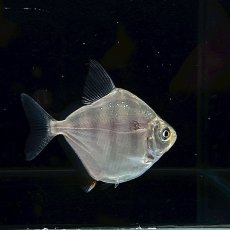 画像1: タイガーメチニス（ストライプ）（リオカッピン）　4cm±　1匹 (1)