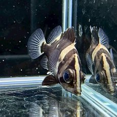 画像2: ダトニオプラスワン　ボルネオ　5m±　1匹 (2)