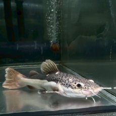 画像1: 特価品　レッドテールキャット　※ヒゲ欠損有り　再生可能　20cm±　1匹 (1)