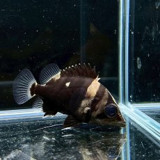 画像3: ダトニオプラスワン　ボルネオ　5m±　1匹 (3)