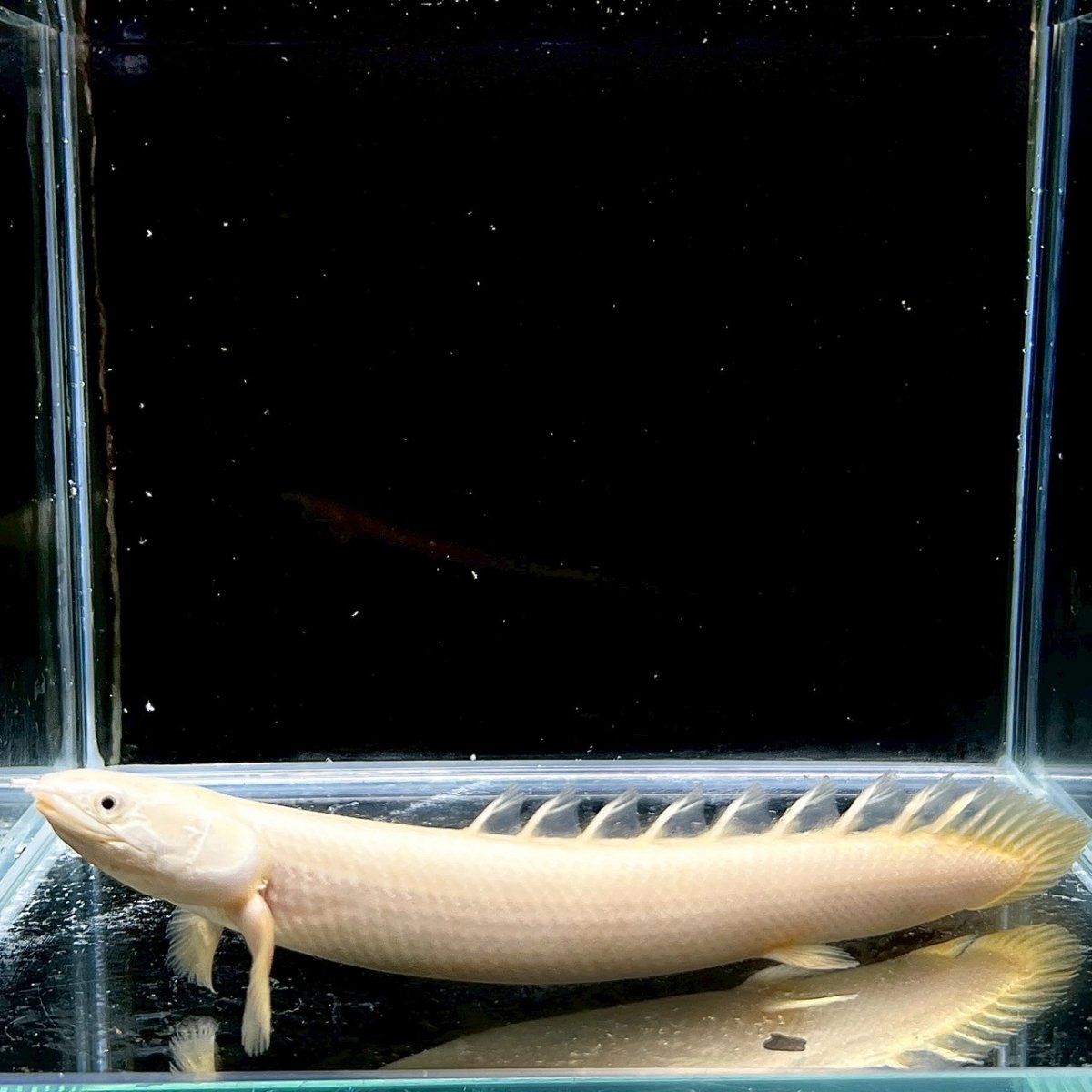 画像1: ポリプテルス・セネガルス(プラチナ)　5cm±　1匹 (1)