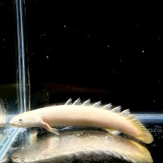 画像3: ポリプテルス・セネガルス(プラチナ)　5cm±　1匹 (3)