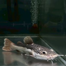 画像2: 特価品　レッドテールキャット　※ヒゲ欠損有り　再生可能　20cm±　1匹 (2)