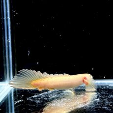 画像5: ロングフィン　ポリプテルス・セネガルス(ドラゴンフィン)　6cm±　1匹 (5)