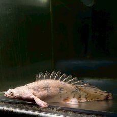 画像2: 【死着保証あり】現物写真　ポリプテルス・エンドリケリー　ショートボディ　13cm±　１匹　写真の生体お届け (2)