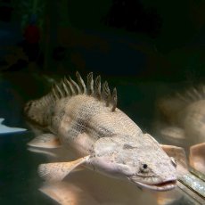 画像4: 【死着保証あり】現物写真　ポリプテルス・エンドリケリー　ショートボディ　13cm±　１匹　写真の生体お届け (4)