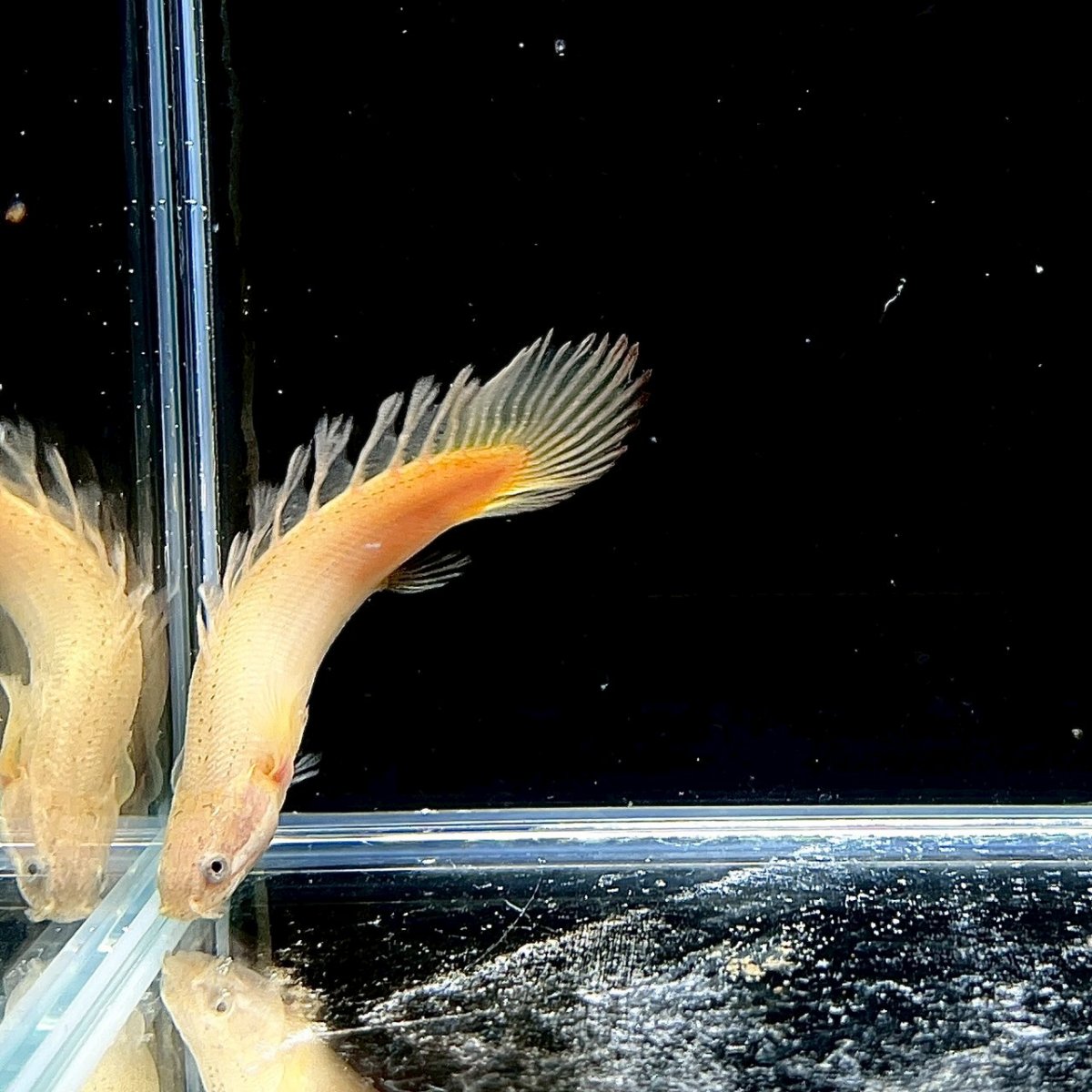 画像1: ロングフィン　ポリプテルス・セネガルス(ドラゴンフィン)　6cm±　1匹 (1)